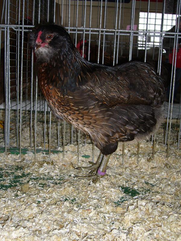 Bezirksschau Luebbecke 238.jpg - Araucana wildfarbig Preis sg 95 E